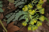Euphorbia myrsinites RCP3-08 057.jpg